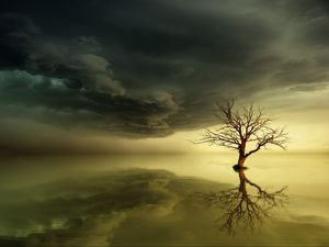Preview wallpaper tree, lonely, reflection, horizon