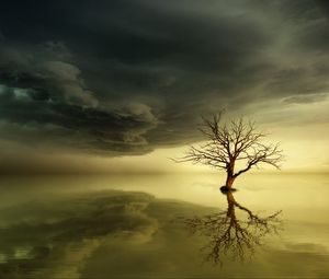 Preview wallpaper tree, lonely, reflection, horizon