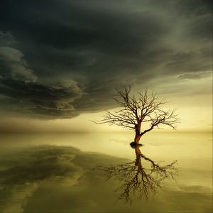 Preview wallpaper tree, lonely, reflection, horizon