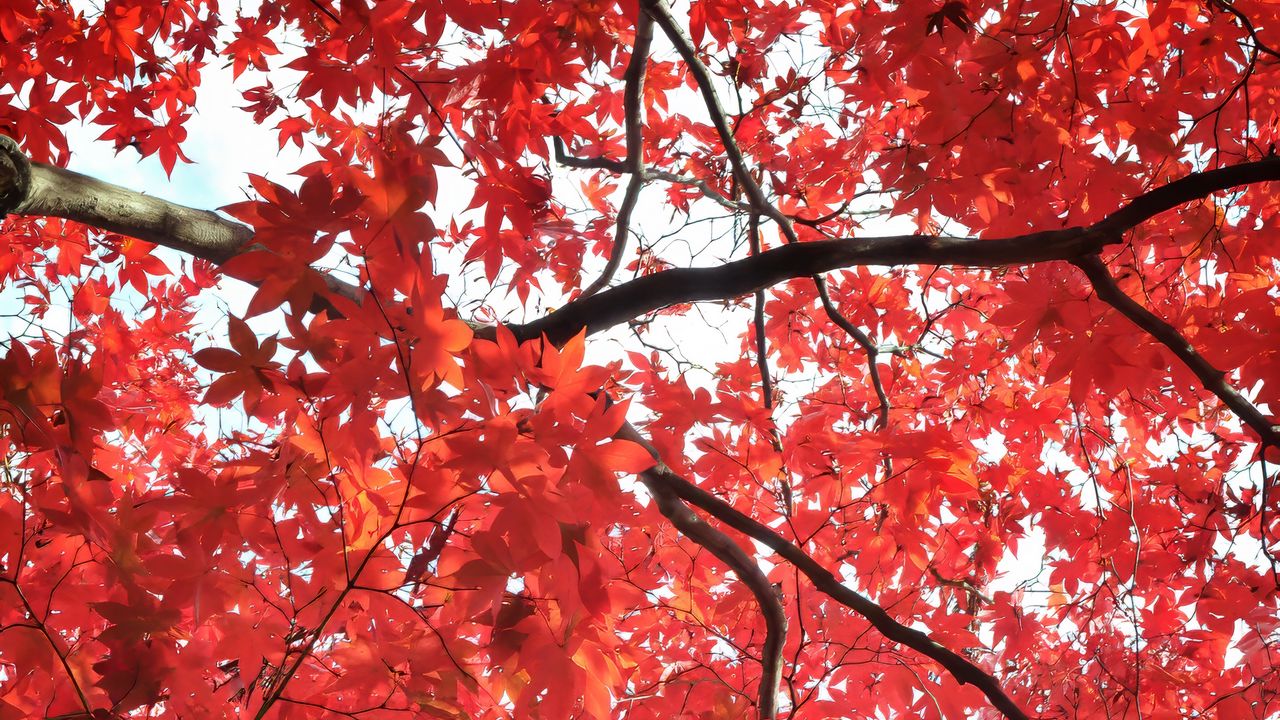 Wallpaper tree, maple, autumn, maple leaves