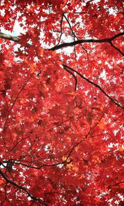 Preview wallpaper tree, maple, autumn, maple leaves