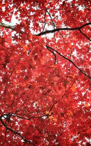 Preview wallpaper tree, maple, autumn, maple leaves
