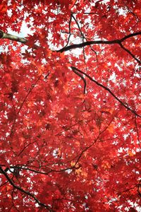 Preview wallpaper tree, maple, autumn, maple leaves