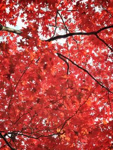 Preview wallpaper tree, maple, autumn, maple leaves