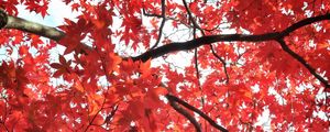 Preview wallpaper tree, maple, autumn, maple leaves