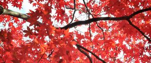 Preview wallpaper tree, maple, autumn, maple leaves