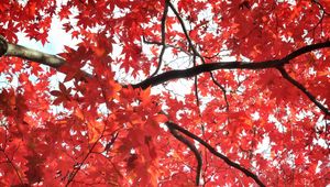 Preview wallpaper tree, maple, autumn, maple leaves