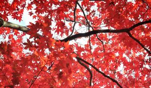 Preview wallpaper tree, maple, autumn, maple leaves