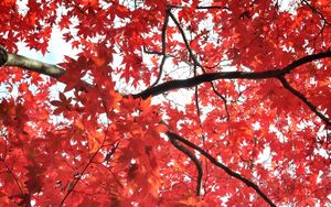 Preview wallpaper tree, maple, autumn, maple leaves