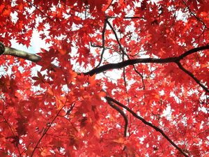 Preview wallpaper tree, maple, autumn, maple leaves