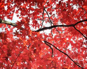 Preview wallpaper tree, maple, autumn, maple leaves