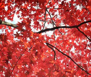 Preview wallpaper tree, maple, autumn, maple leaves