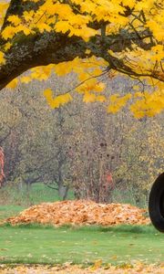 Preview wallpaper tree, maple, autumn, swing, wheel, rope, leaves