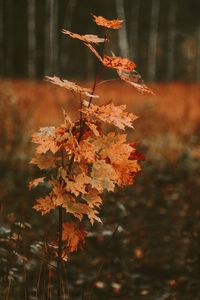 Preview wallpaper tree, maple, autumn, leaves, dry