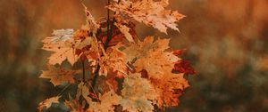 Preview wallpaper tree, maple, autumn, leaves, dry
