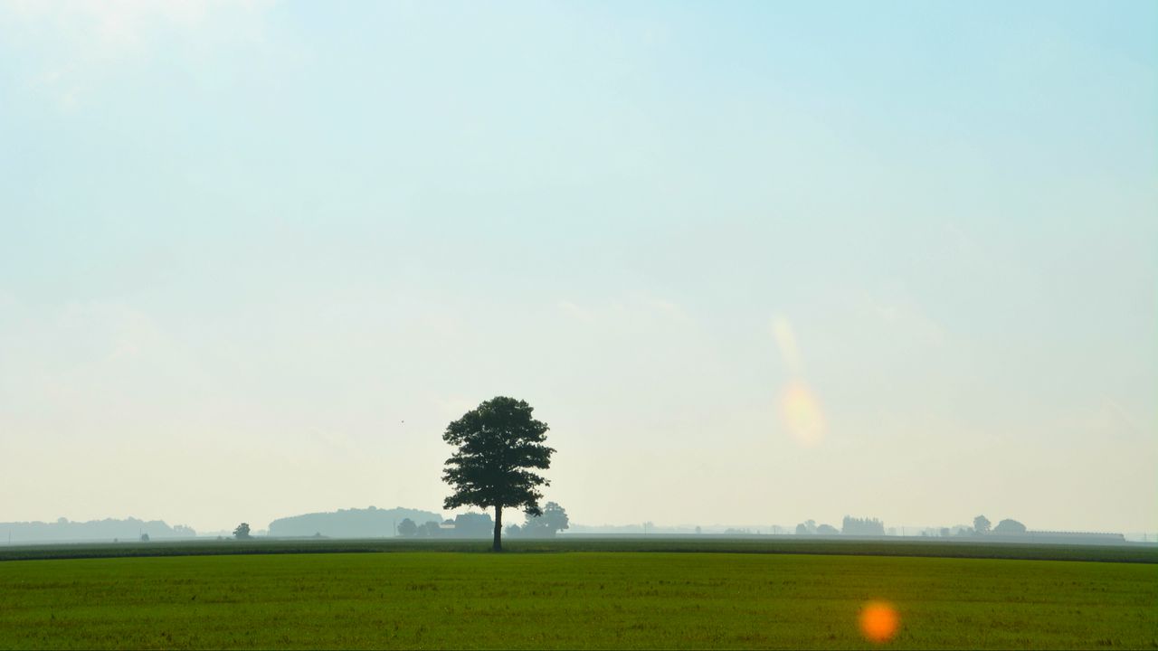 Wallpaper tree, meadow, field, sky, grass