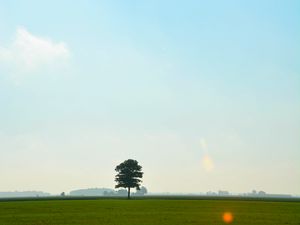 Preview wallpaper tree, meadow, field, sky, grass