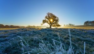 Preview wallpaper tree, meadow, grass, frost, sunrise, sun