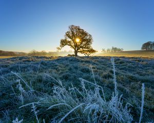 Preview wallpaper tree, meadow, grass, frost, sunrise, sun