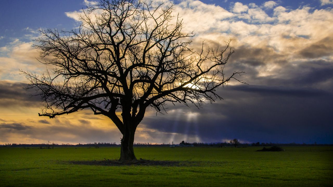Wallpaper tree, meadow, grass, light, landscape, nature