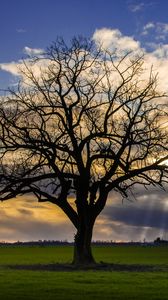 Preview wallpaper tree, meadow, grass, light, landscape, nature