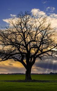 Preview wallpaper tree, meadow, grass, light, landscape, nature