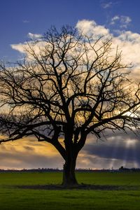 Preview wallpaper tree, meadow, grass, light, landscape, nature