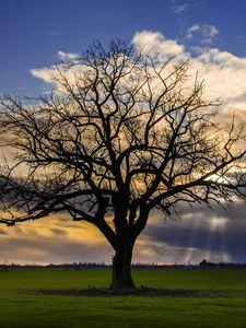 Preview wallpaper tree, meadow, grass, light, landscape, nature