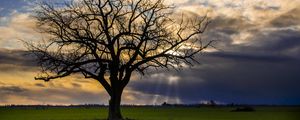 Preview wallpaper tree, meadow, grass, light, landscape, nature