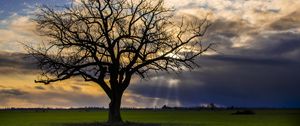 Preview wallpaper tree, meadow, grass, light, landscape, nature