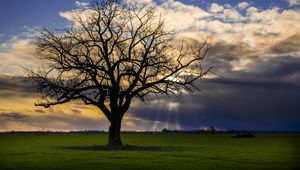 Preview wallpaper tree, meadow, grass, light, landscape, nature