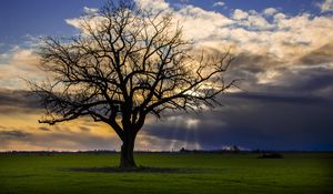 Preview wallpaper tree, meadow, grass, light, landscape, nature