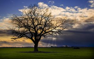 Preview wallpaper tree, meadow, grass, light, landscape, nature