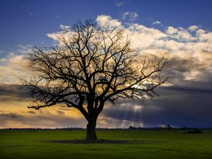 Preview wallpaper tree, meadow, grass, light, landscape, nature