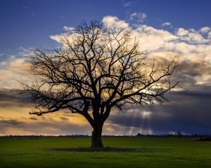 Preview wallpaper tree, meadow, grass, light, landscape, nature