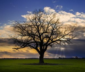 Preview wallpaper tree, meadow, grass, light, landscape, nature