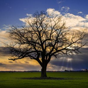 Preview wallpaper tree, meadow, grass, light, landscape, nature