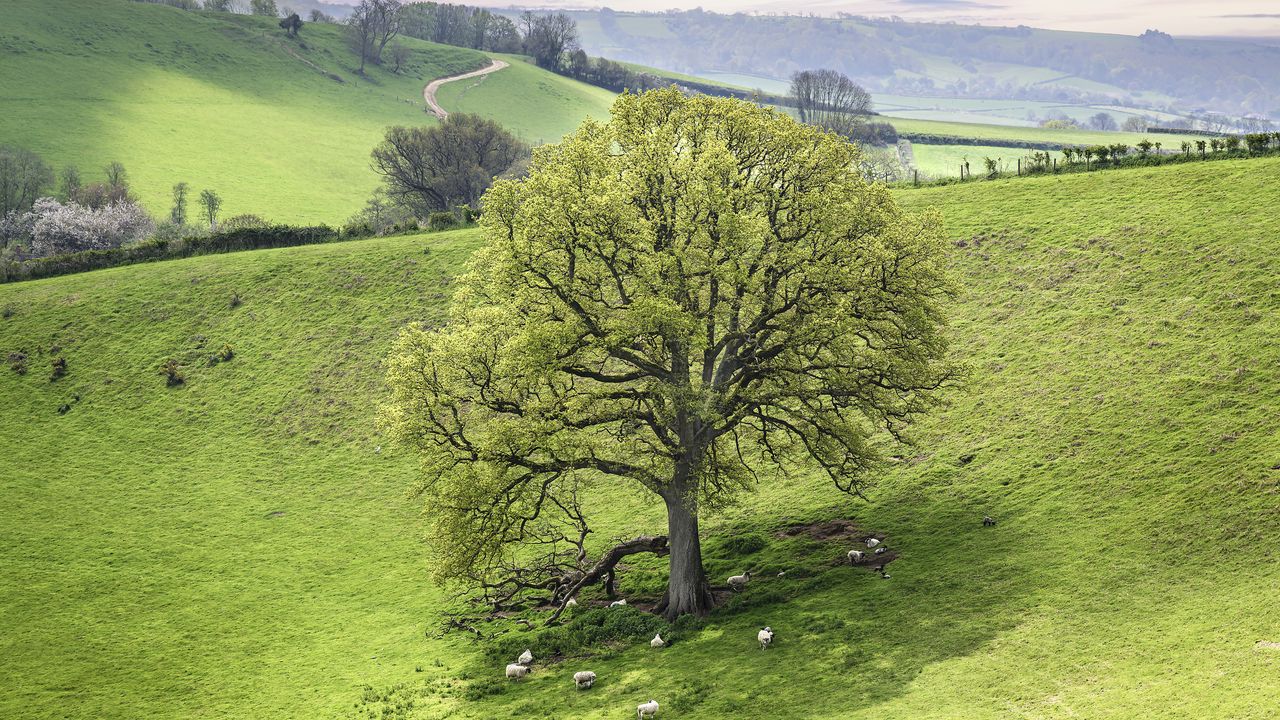 Wallpaper tree, meadow, grass, sheep, nature