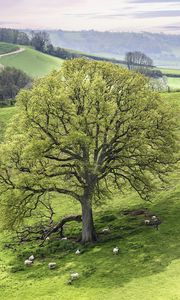 Preview wallpaper tree, meadow, grass, sheep, nature