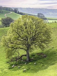 Preview wallpaper tree, meadow, grass, sheep, nature