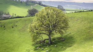 Preview wallpaper tree, meadow, grass, sheep, nature
