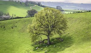 Preview wallpaper tree, meadow, grass, sheep, nature