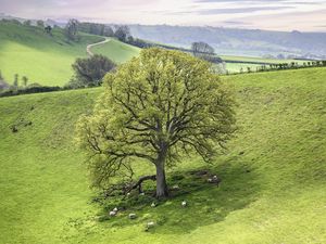 Preview wallpaper tree, meadow, grass, sheep, nature