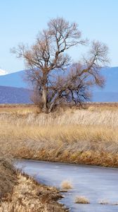 Preview wallpaper tree, meadow, river, grass, landscape