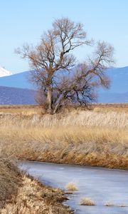 Preview wallpaper tree, meadow, river, grass, landscape