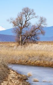 Preview wallpaper tree, meadow, river, grass, landscape