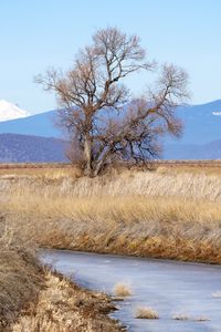 Preview wallpaper tree, meadow, river, grass, landscape