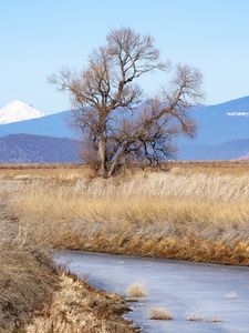 Preview wallpaper tree, meadow, river, grass, landscape