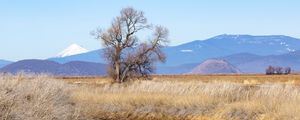 Preview wallpaper tree, meadow, river, grass, landscape