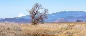 Preview wallpaper tree, meadow, river, grass, landscape